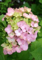 Hortenzia kalinolistá ružová